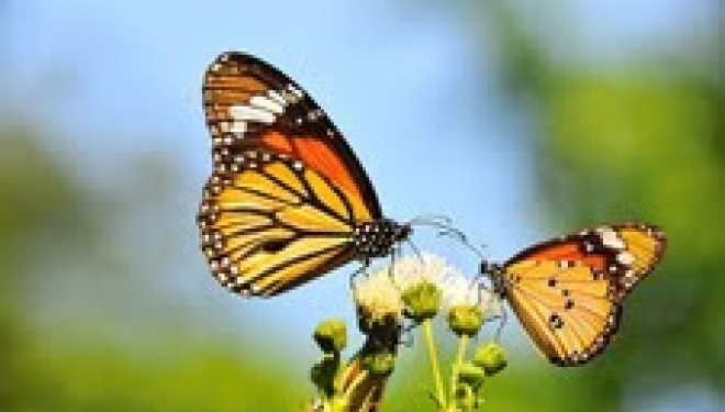 Le saviez vous ? A Eilat il y a …….. le papillon tigré.. Le saviez vous ? A Eilat il y a …….. le papillon tigré..