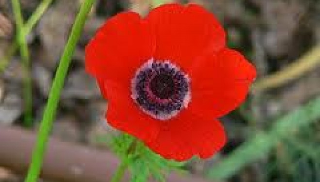 Le saviez-vous ?A Eilat il y a ……..les anémones Coronaria ! Le saviez-vous ?A Eilat il y a ……..les anémones Coronaria !