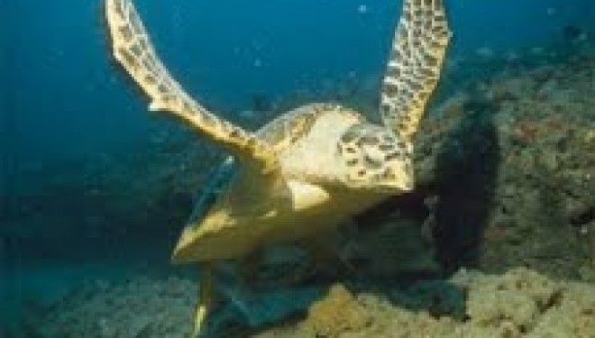 Le saviez vous ? A Eilat il y a …..LA TORTUE DE MER ou Tortue à écailles Le saviez vous ? A Eilat il y a …..LA TORTUE DE MER ou Tortue à écailles