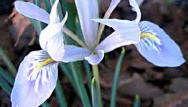 Mais qu’est devenu l’Iris de Vartanii ? Mais qu’est devenu l’Iris de Vartanii ?
