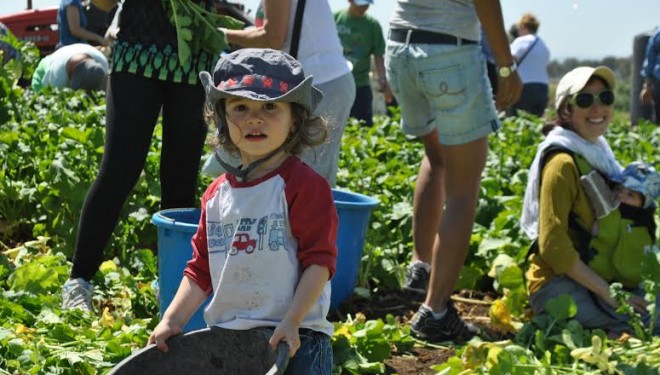 la F.I.F. et Leket Israël ont organisé La cueillette de l’Espoir 2014 la F.I.F. et Leket Israël ont organisé La cueillette de l’Espoir 2014