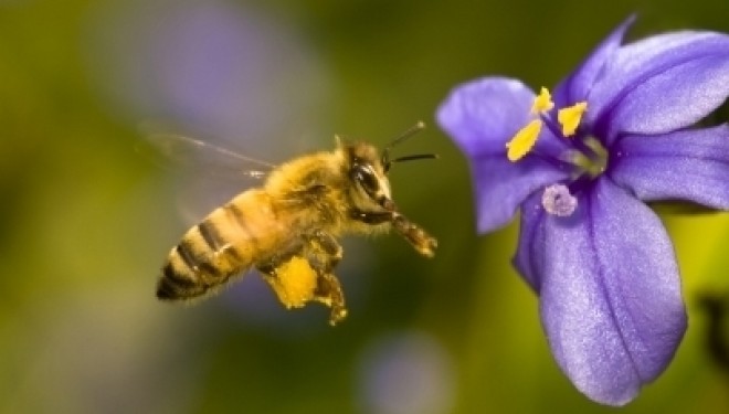 avant que les abeilles ne disparaissent…. avant que les abeilles ne disparaissent….