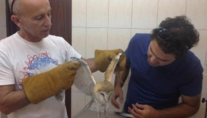 Ashdod : le service veterinaire municipal vient au secours d’un hibou épuisé Ashdod : le service veterinaire municipal vient au secours d’un hibou épuisé