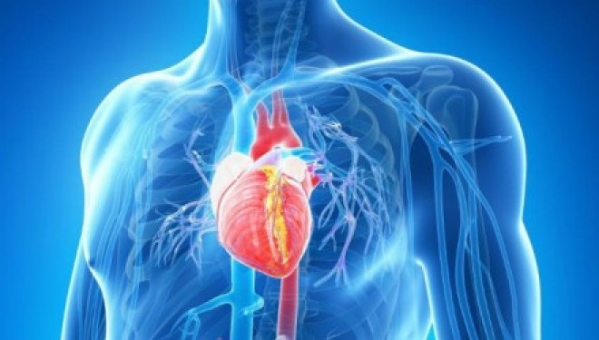 Des chercheurs de l’université de Tel Aviv inventent un patch cardiaque bionique contrôlable a distance Des chercheurs de l’université de Tel Aviv inventent un patch cardiaque bionique contrôlable a distance