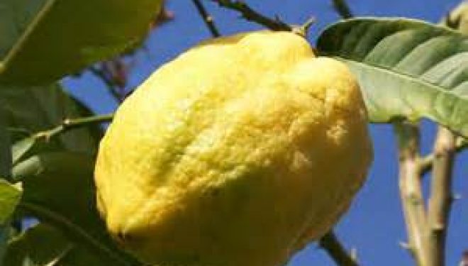 Souccot 5777 : Que faire avec son Loulav et son Etrog ? Souccot 5777 : Que faire avec son Loulav et son Etrog ?