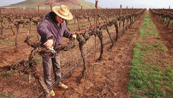 Bordeaux, ville jumelée à Ashdod met à l’honneur les vins israéliens dans le plus grand musée du monde dédié au vin Bordeaux, ville jumelée à Ashdod met à l’honneur les vins israéliens dans le plus grand musée du monde dédié au vin