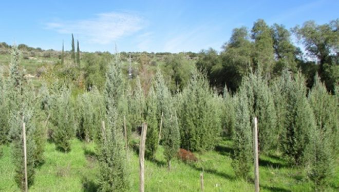 Reboisons Israel avec ASI KEREN OR Reboisons Israel avec ASI KEREN OR