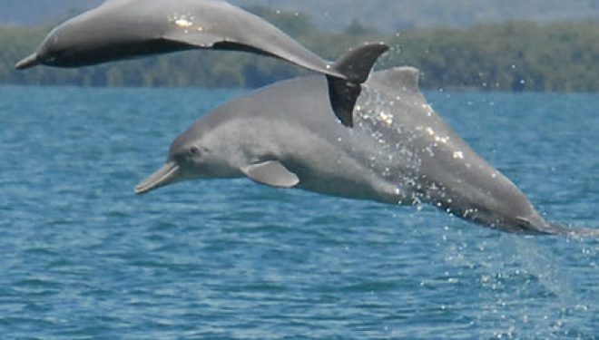 Des dauphins au large d’Ashdod ! Ce n’est pas la premiere fois et ca sera surement pas la dernière ! Des dauphins au large d’Ashdod ! Ce n’est pas la premiere fois et ca sera surement pas la dernière !