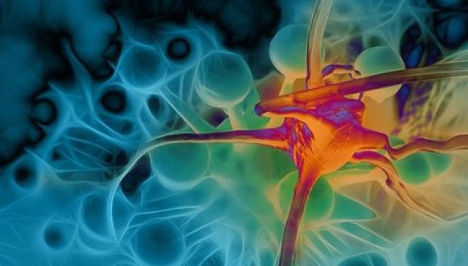 Cancer : des chercheurs israéliens ont identifié un mécanisme d’autodestruction des cellules cancéreuses Cancer : des chercheurs israéliens ont identifié un mécanisme d’autodestruction des cellules cancéreuses