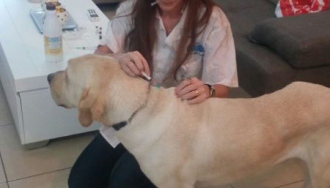 Nouveau a Ashdod : un service vétérinaire au domicile du client Nouveau a Ashdod : un service vétérinaire au domicile du client