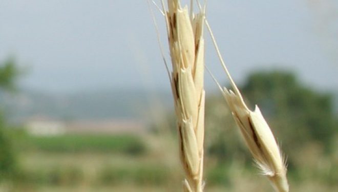 Le point de vue d’Ezra : découvertes mondiales réalisées en Israël assurant la sécurité alimentaire de l’Humanité. Le point de vue d’Ezra : découvertes mondiales réalisées en Israël assurant la sécurité alimentaire de l’Humanité.