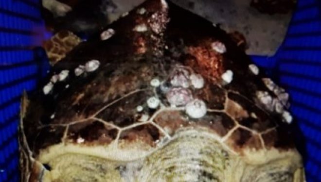 Opération Tortue : des employés ont sauvé une tortue de mer en détresse dans le port d’Ashdod ! Opération Tortue : des employés ont sauvé une tortue de mer en détresse dans le port d’Ashdod !