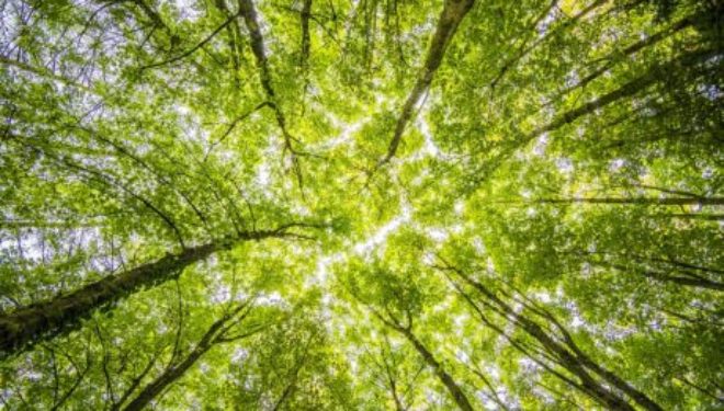 Psychologie et judaïsme : la nature et ses secrets par Hanna Lachkar Haddad psychologue Psychologie et judaïsme : la nature et ses secrets par Hanna Lachkar Haddad psychologue