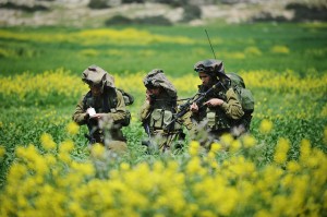 le plateau du Golan au printemps