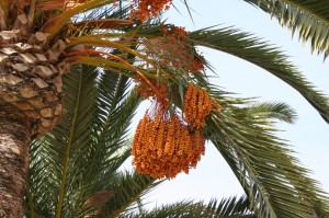 Phoenix_dactylifera_Murcia_Spain[1]