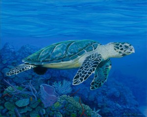 hawksbill_seaturtle_t[1]