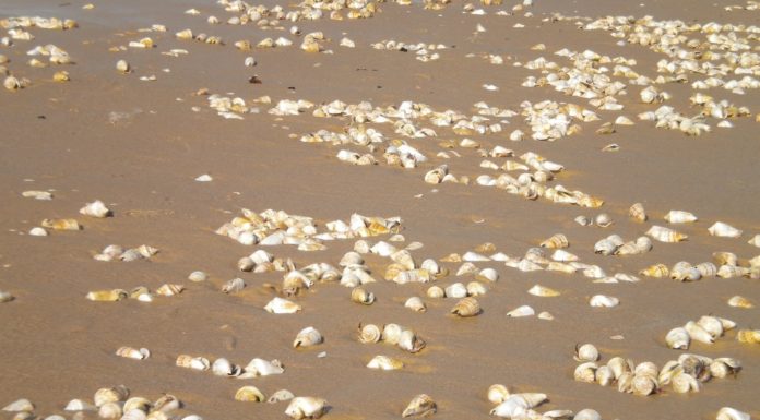 « d’ici ou d’ailleurs » : Escargots, chabloulim ou caracoles…