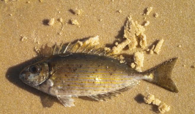 « d’ici et d’ailleurs » Ô pêcheurs d’Ashdod !