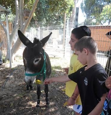 L’ane Dvir a disparu !