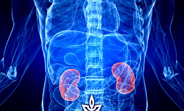 Insuffisance rénale : découverte capitale en Israël