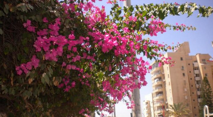 Aux Hayalim tombés lors de l’opération «Tsuk Ethan»