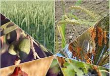 Tou Bichevat 5776 – Préséance des fruits d’Israel