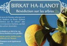 Birkat ha-Ilanot : Quand et Comment