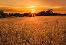 Période du ‘Omer : Usages et Coutumes