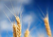 Le compte du ‘Omer (sefirat ha-‘omer)