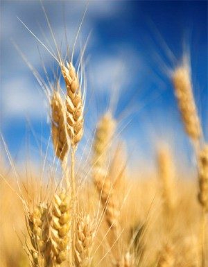 Le compte du ‘Omer (sefirat ha-‘omer)
