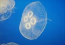 Baignade a Ashdod : attention, les méduses sont arrivées !