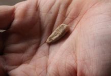 Une dent humaine de 560.000 ans découverte dans les Pyrénées-Orientales