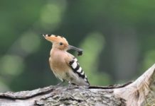 Le saviez-vous ? La migration des oiseaux en Israël vient de commencer