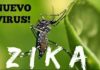 Le Virus Zika – mise à jour des recommandations et politique de la transmission active