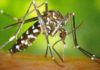 Ashdod : attention au moustique tigre asiatique
