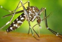 Ashdod : attention au moustique tigre asiatique