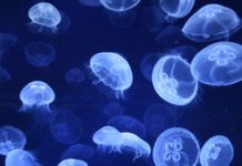 Ashdodim attention ! les méduses sont de retour !!!