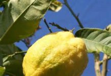 Souccot 5777 : Que faire avec son Loulav et son Etrog ?