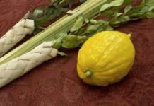 Le Loulav : symbole de l’équilibre et de la bienveillance humaine