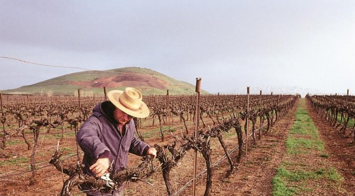 Bordeaux, ville jumelée à Ashdod met à l’honneur les vins israéliens dans le plus grand musée du monde dédié au vin