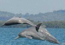 Des dauphins au large d’Ashdod ! Ce n’est pas la premiere fois et ca sera surement pas la dernière !