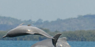 Une trentaine de dauphins d’une espèce en voie de disparition observés à l’ouest de la côte d’Ashdod
