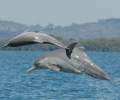 Deux dauphins sont nés sur la côte d’Ashdod !