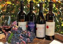 A 30 minutes en voiture d’Ashdod, dans le village de Karmei Yossef, se trouve un magnifique vignoble a découvrir !