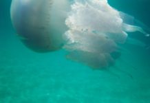 Le baiser brûlant de la Méduse !