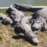 crocodiles