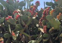 Escapade et découverte dans le sud le Mercredi 6 Septembre 2017 avec l’association CFA d’Ashkelon