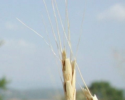 Le point de vue d’Ezra : découvertes mondiales réalisées en Israël assurant la sécurité alimentaire de l’Humanité.