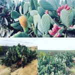 ferme des cactus dimona