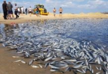 La pluie tant attendue a inondé les rues et les routes mais ou l’eau est elle allée ? attention pollution!